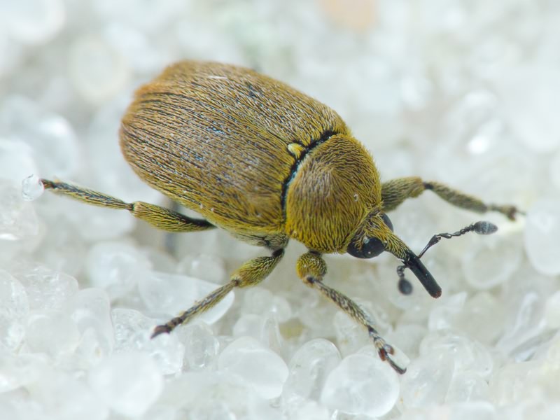 Curculionidae Latreille, 1802